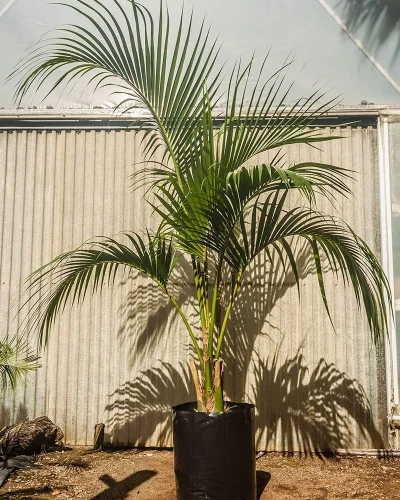 Howea1