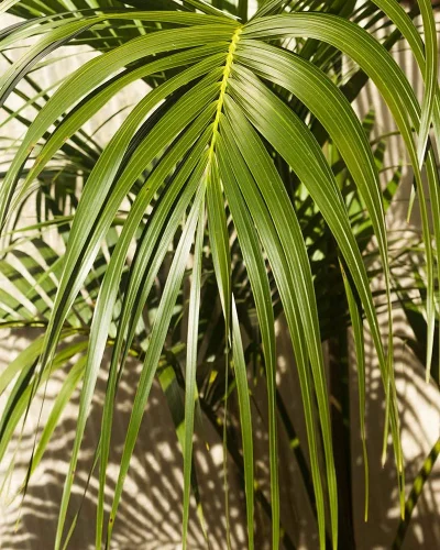 Howea2