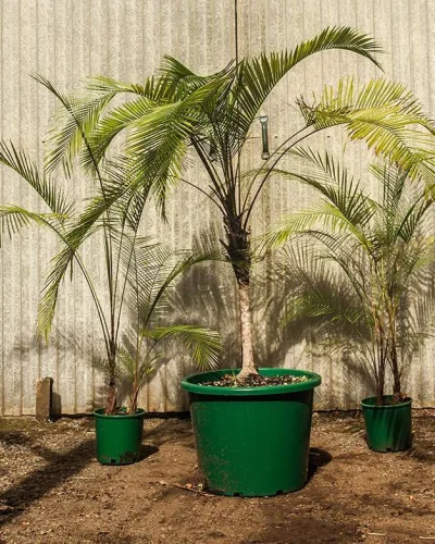 Lytocaryum Weddellianum 1