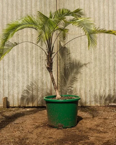 Lytocaryum Weddellianum 2
