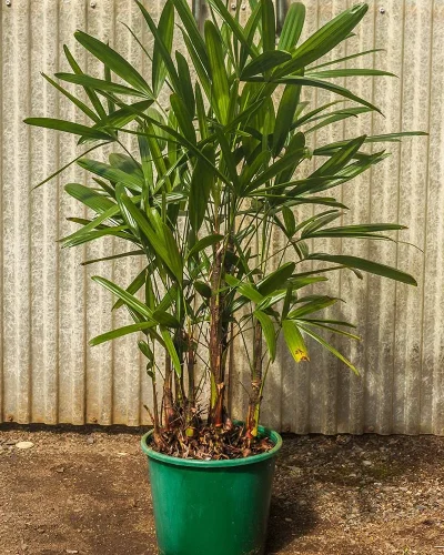 Rhapis Excelsa 1