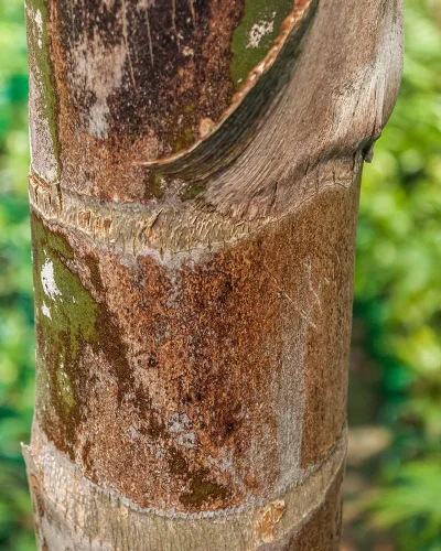 Syagrus Romanzoffiana 3
