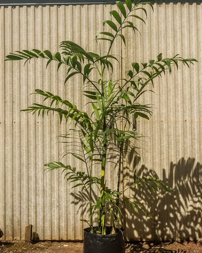 costaricana