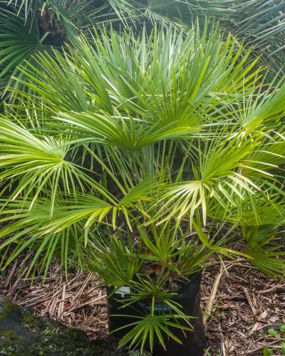 humilis-green-1