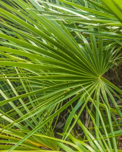 humilis-green-2